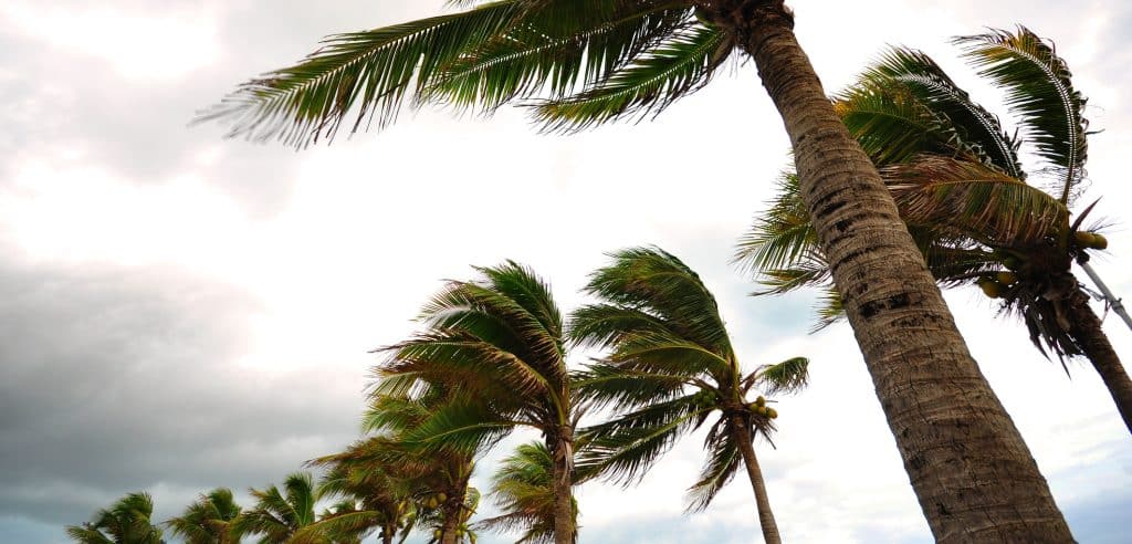 palm trees blowing in the wind
